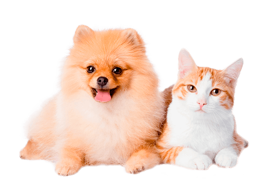 Cachorro e Gato - Linha Beeps - Pet Society